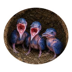 Kingfisher Chicks in Nest